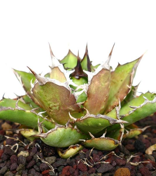 Agave titanota cv SHARK SHOUI compact succulent with thick spiny leaves and rough texture