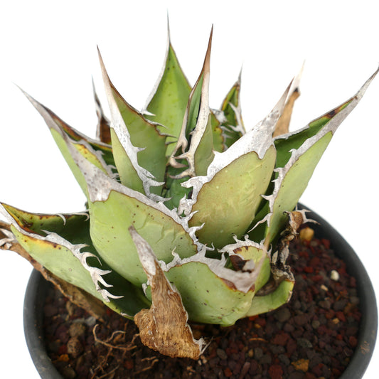 Agave oteroi succulent with thick green leaves and prominent white spiny edges in pot