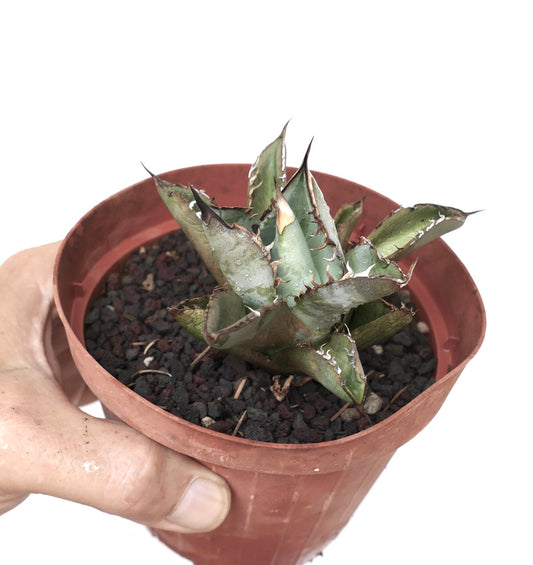 Agave titanota succulent with thick spiny gray-green leaves and white margins in pot