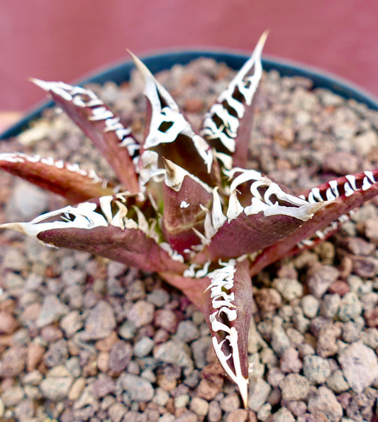 Agave titanota cv REDCAT succulent with deep red leaves and white spiny margins in rocky soil