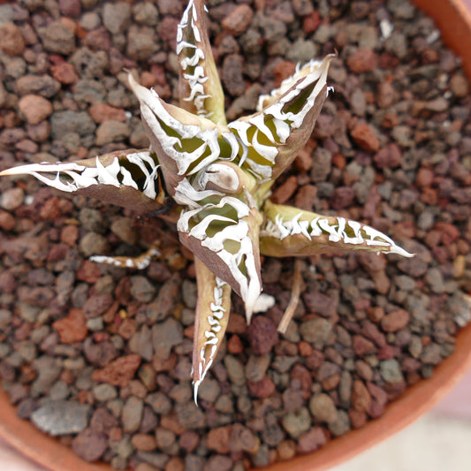 Agave titanota cv TIGER JUNGLE suculenta con hojas gruesas y llamativos patrones variegados blancos