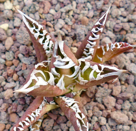 Agave titanota cv REDCAT succulent with thick spiny leaves and white wavy margins on rocky soil