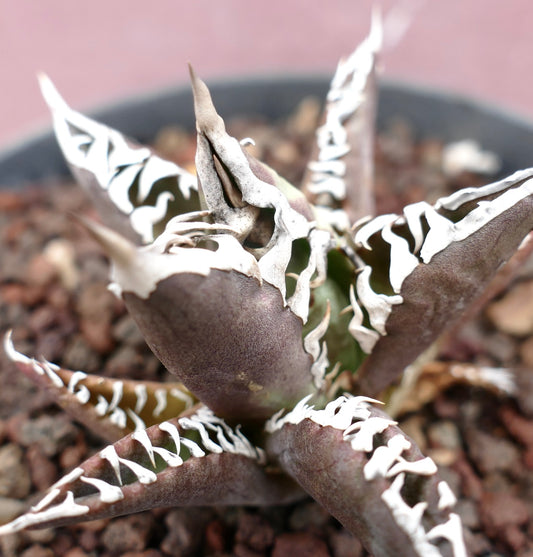 Agave titanota cv TIGER JUNGLE suculenta con gruesas hojas moradas y bordes irregulares blancos en suelo rocoso