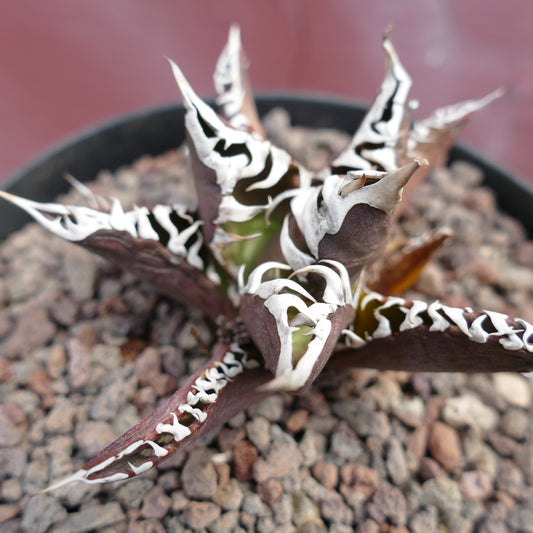 Agave titanota cv RED CAT x TIGER JUNGLE succulent with dark leaves and white wavy margins in rocky soil