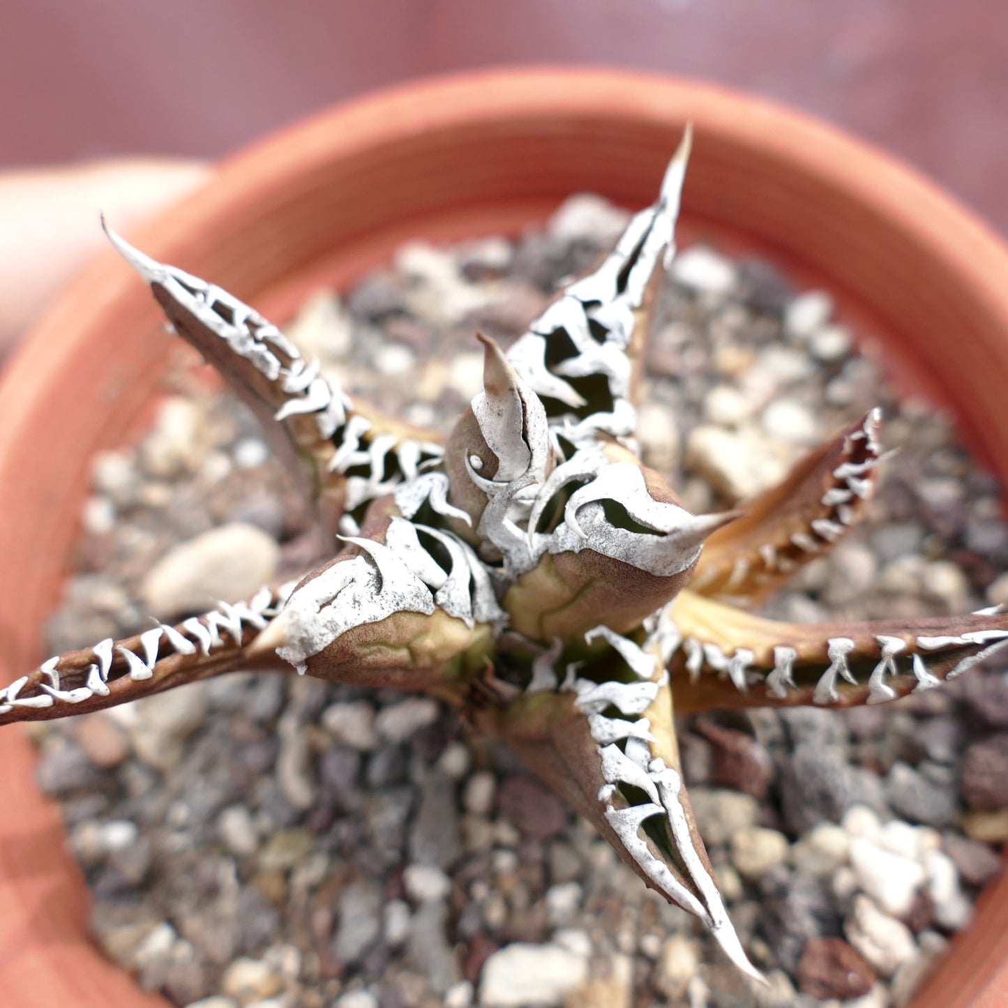 Agave titanota cv TIGER JUNGLE succulent with thick, pointed leaves and white patterned edges in pot