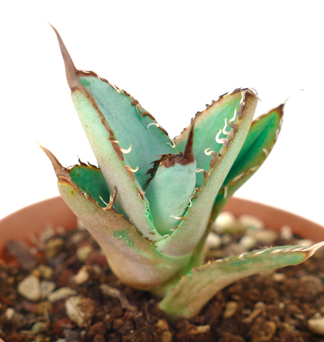 厚みのある青緑色の葉と茶色の棘のある縁を持つアガベ・ティタノータの多肉植物(鉢植え)