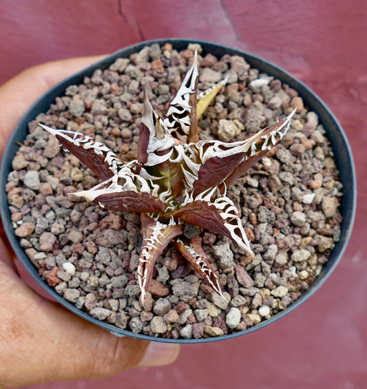 Agave titanota succulent with dark brown leaves and prominent white spines in pot