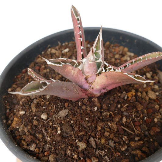 Suculenta Agave titanota con hojas gruesas rosadas y espinas blancas prominentes en maceta con tierra