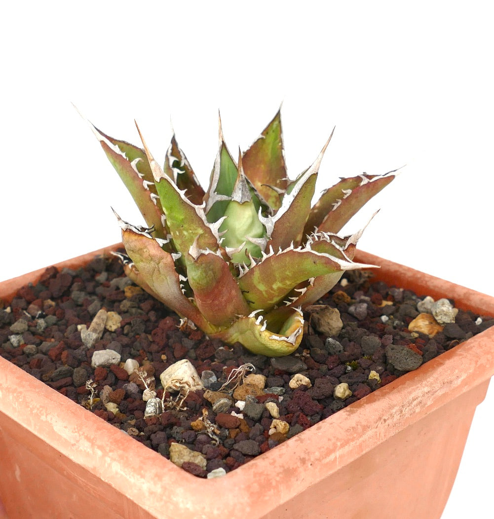 Agave titanota cv TIGER SHARK succulent with thick spiny leaves and white margins in terracotta pot