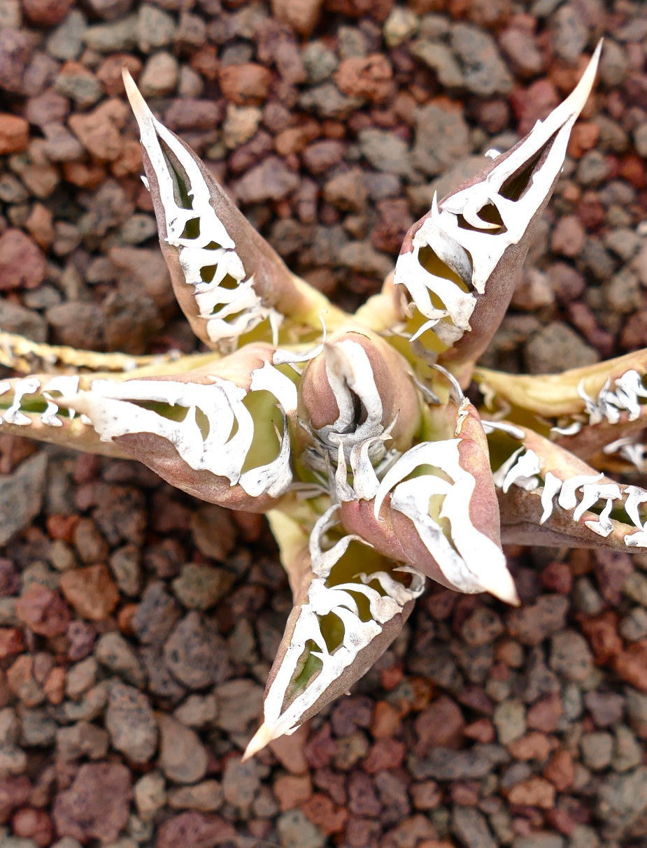 Agave titanota cv TIGER JUNGLE succulent with thick, pointed leaves and distinctive white variegation
