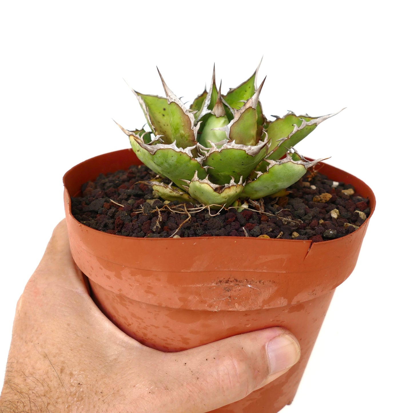 アガベ・タイタノタ cv SALINA x SHARK SHOUI 小型多肉植物 厚みのある緑色の葉と鋭い棘付き 鉢植え