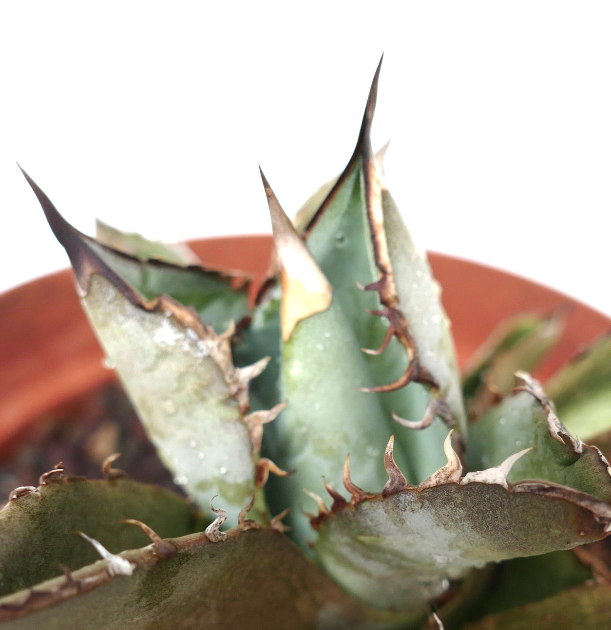 Agave titanota succulent with thick blue-green leaves and prominent brown spines