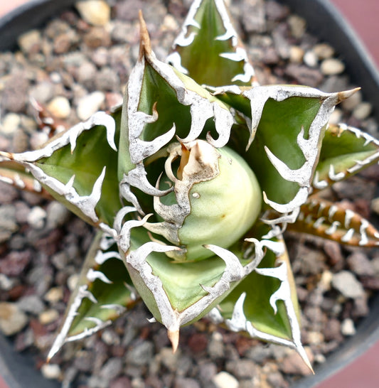 Agave titanota compact succulent with thick green leaves and white spiny edges in pot