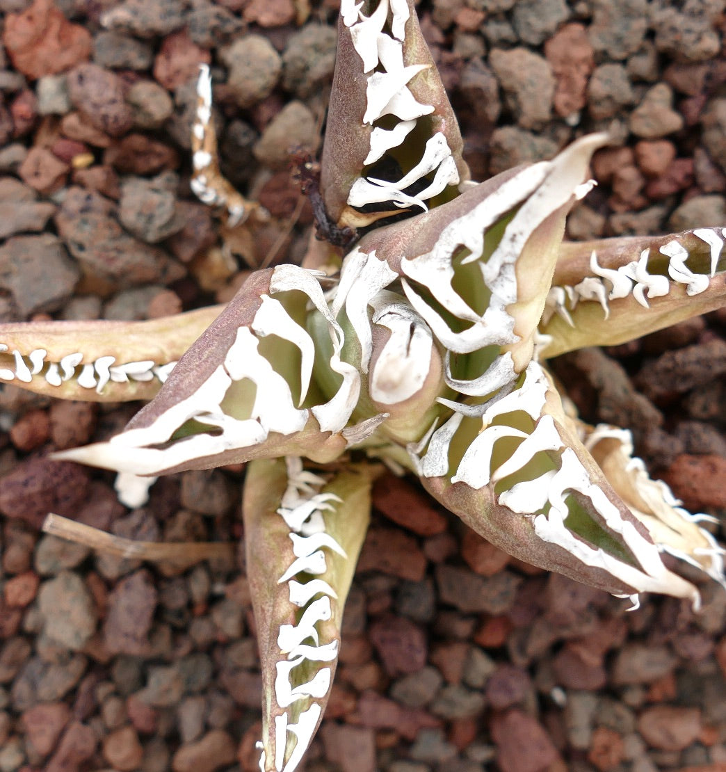 Agave titanota cv TIGER JUNGLE succulent with thick leaves and distinctive white variegated patterns