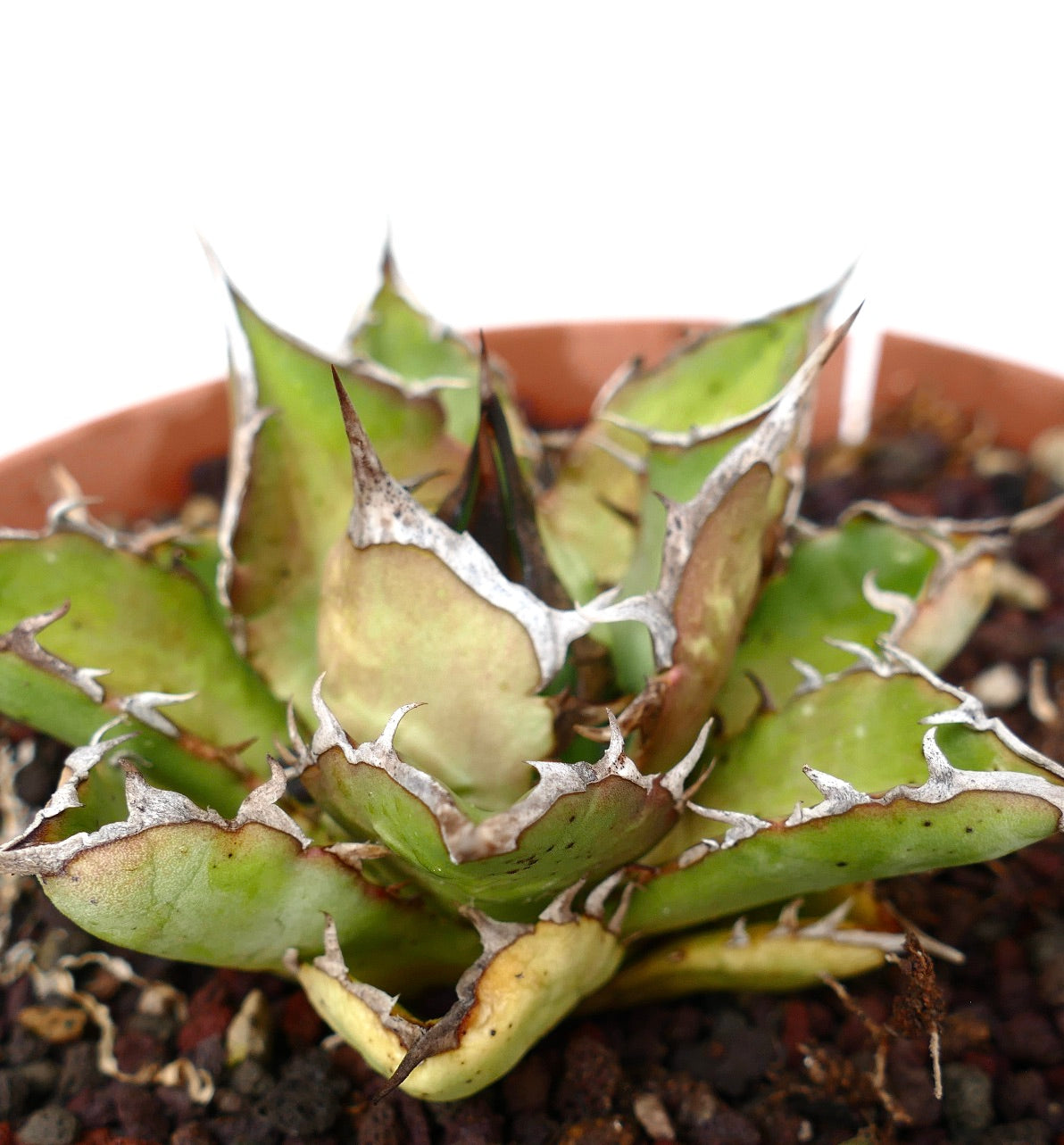 Agave titanota suculenta compacta con hojas verdes gruesas y espinas blancas prominentes