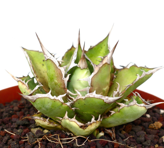 Agave titanota succulent with thick green leaves and prominent white spines in pot