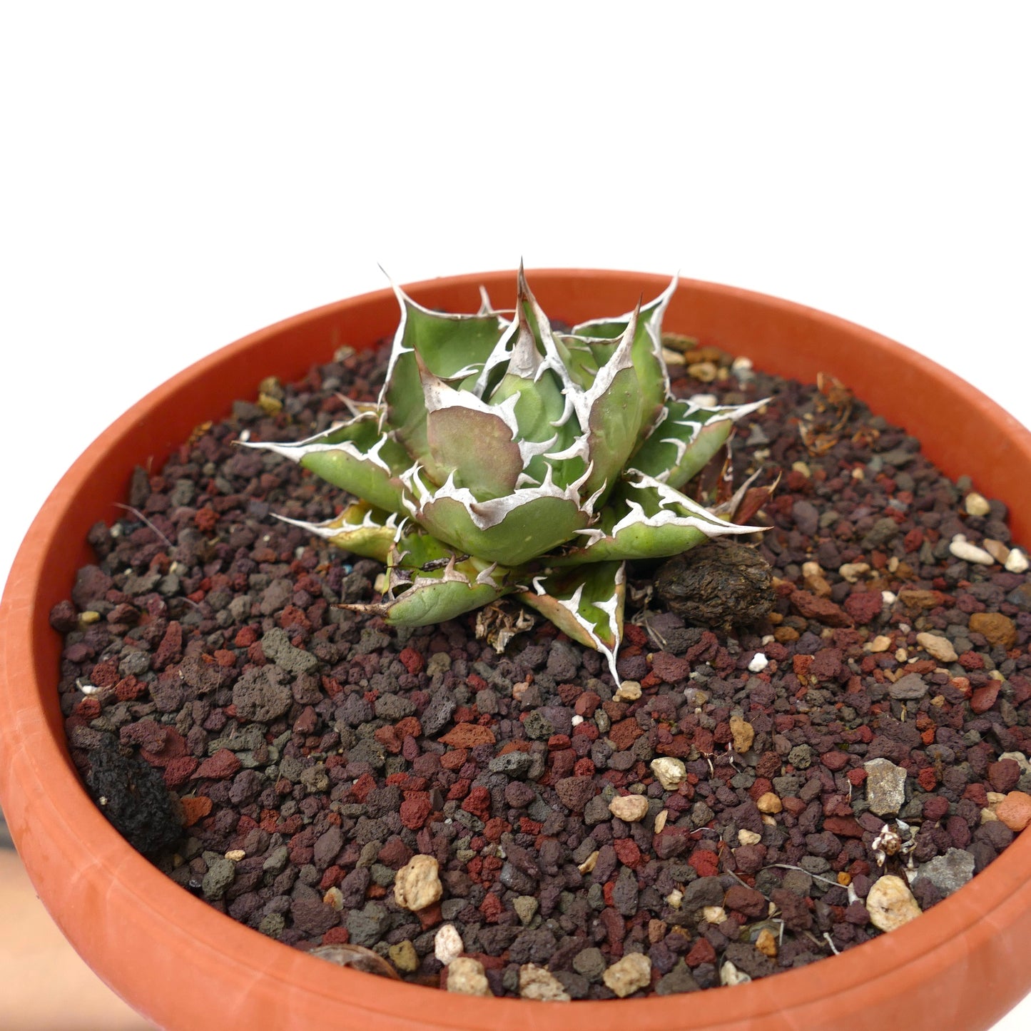 アガベ・タイタノタ cv BARAKAT 小型多肉植物、厚い緑色の葉と白い棘があり、テラコッタ鉢に入っています