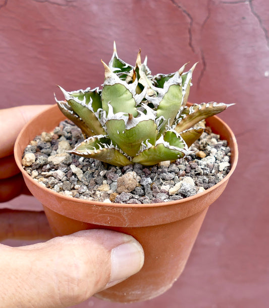 Agave titanota cv SHARK SHOUI compact succulent with thick spiny leaves and white margins in small pot