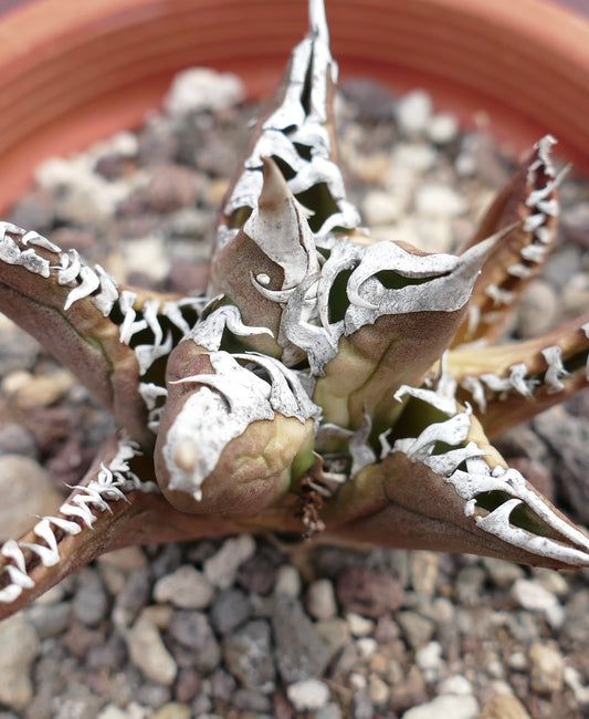 Agave titanota cv TIGER JUNGLE succulent with thick brown leaves and white curled margins in rocky soil