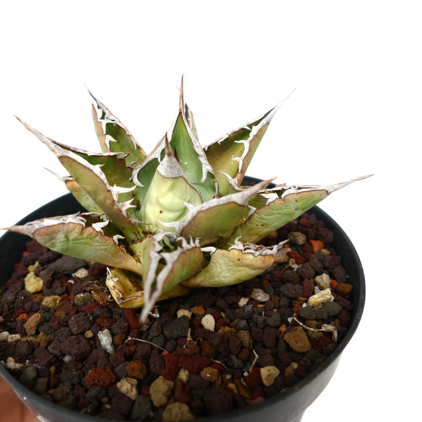 厚みのある緑色の葉と目立つ白い棘を持つアガベ・タイタノタ cv SALINA 多肉植物