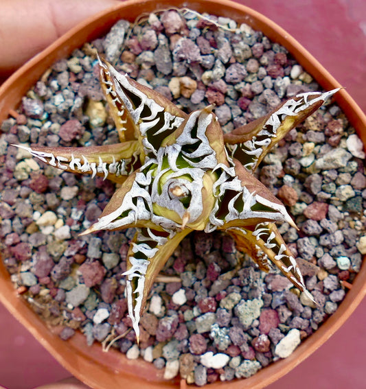 Agave titanota cv RED CAT x TIGER JUNGLE succulent with spiky leaves and white markings in pot