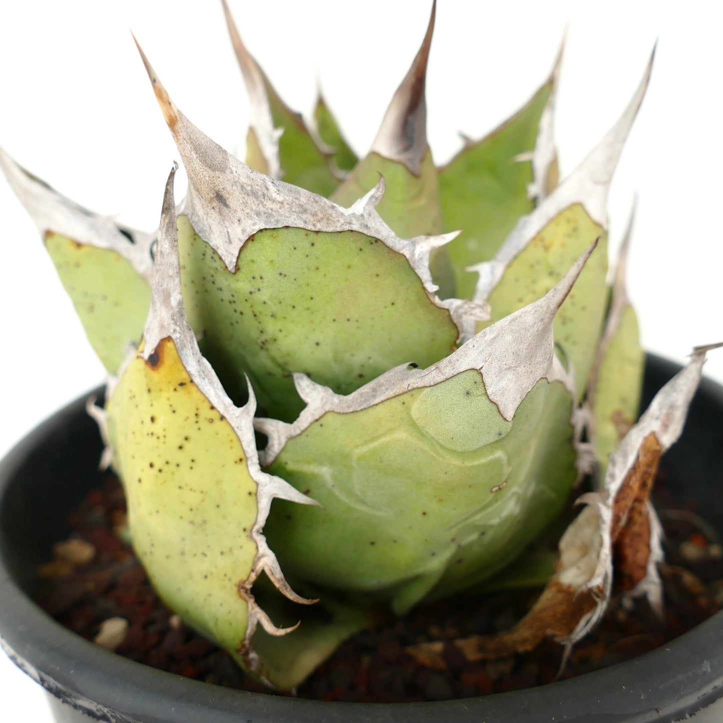 Agave oteroi Sukkulente mit dicken grünen Blättern und markanten weißen, stacheligen Rändern im Topf