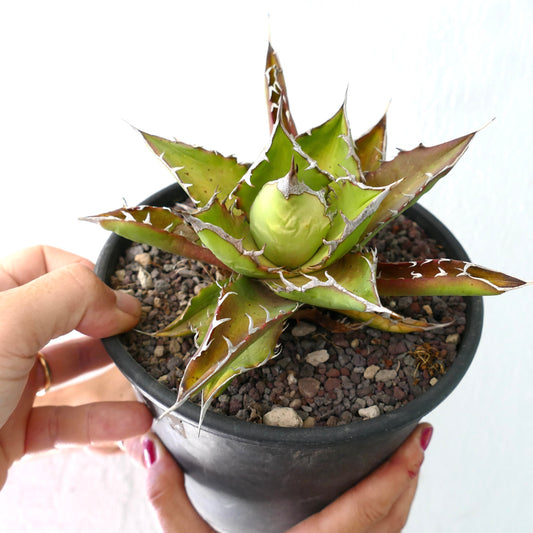 厚く緑の葉と目立つ白いトゲを持つアガベ・タイタノータの多肉植物、ブラックポット入り