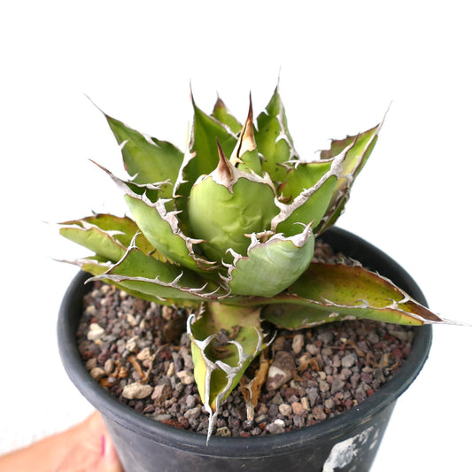 黒い鉢に入った厚みのある緑色の葉と目立つ茶色のトゲを持つアガベ・タイタノタ多肉植物