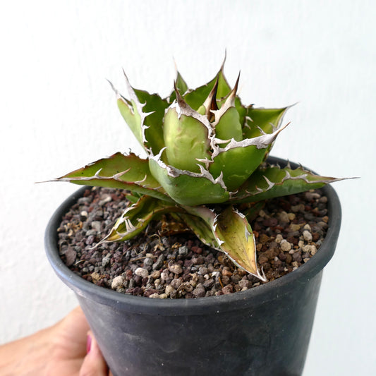 黒い鉢に入った厚みのある緑色の葉と目立つ白い棘を持つアガベ・タイタノータ多肉植物