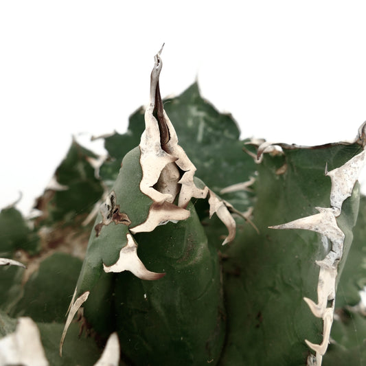 厚みのある緑色の葉と目立つ白いトゲ状の縁取りが特徴のアガベ・タイタノタ多肉植物のクローズアップ