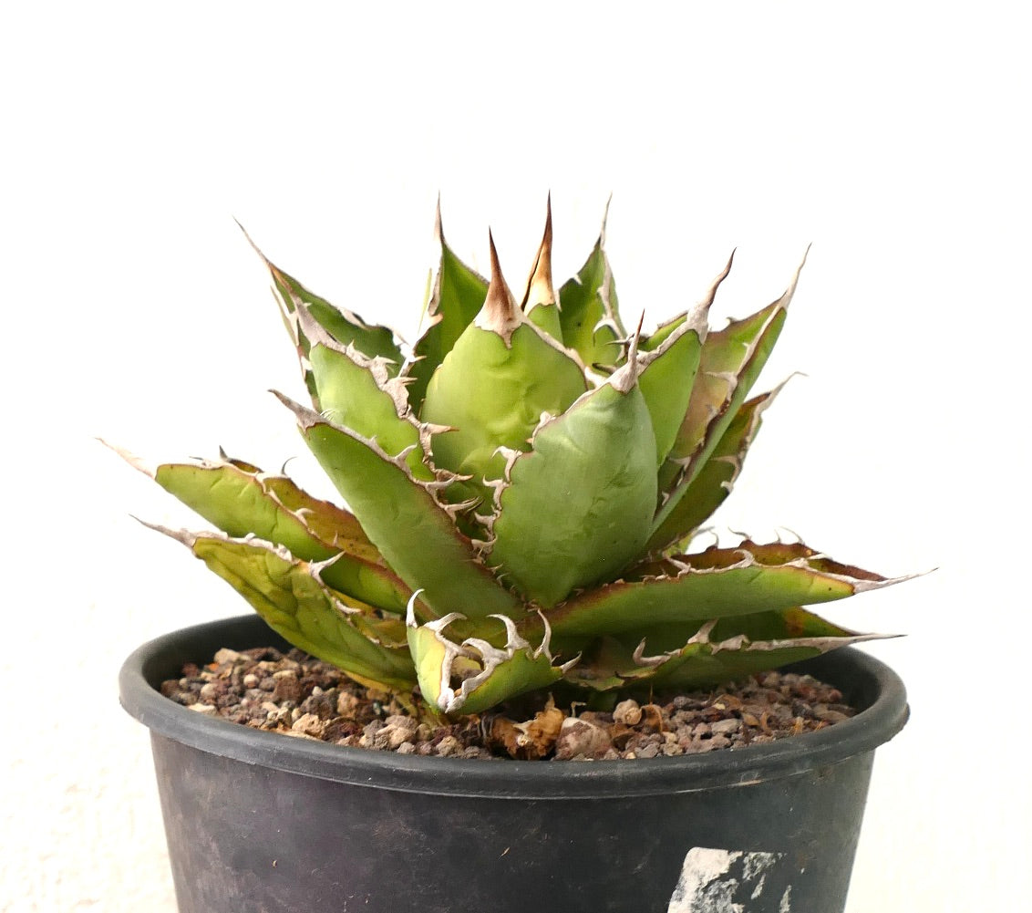 黒い鉢に入った厚みのある緑色の葉と目立つ茶色のトゲを持つアガベ・タイタノタの多肉植物