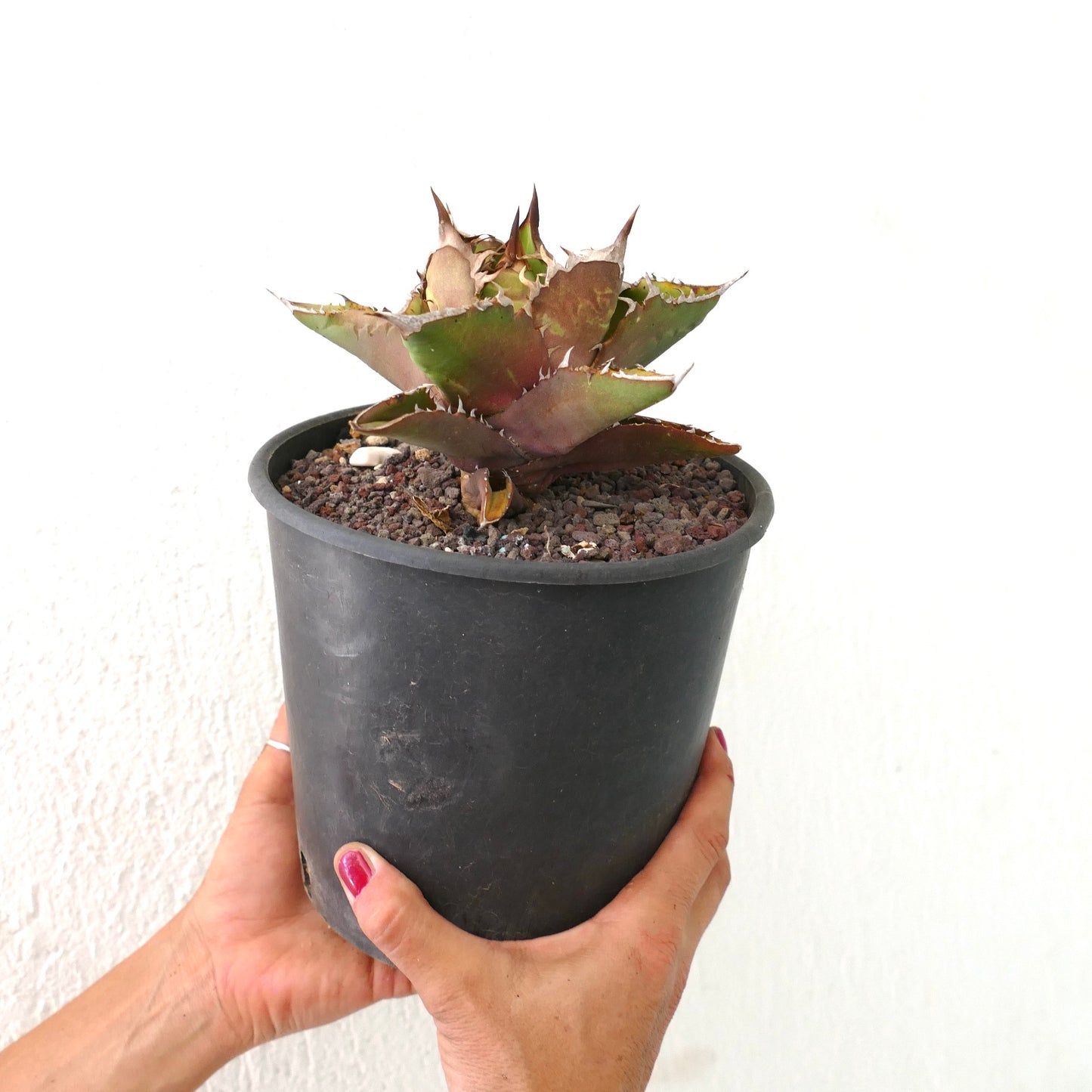 Agave titanota succulent with thick spiny leaves and compact rosette form in black pot