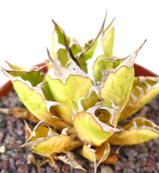 Agave titanota cv SUNSHINE suculenta con hojas gruesas verde amarillentas y espinas marrones afiladas