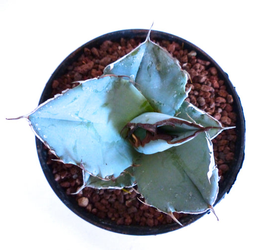 Agave titanota succulent with thick blue-gray leaves and sharp brown spines in pot