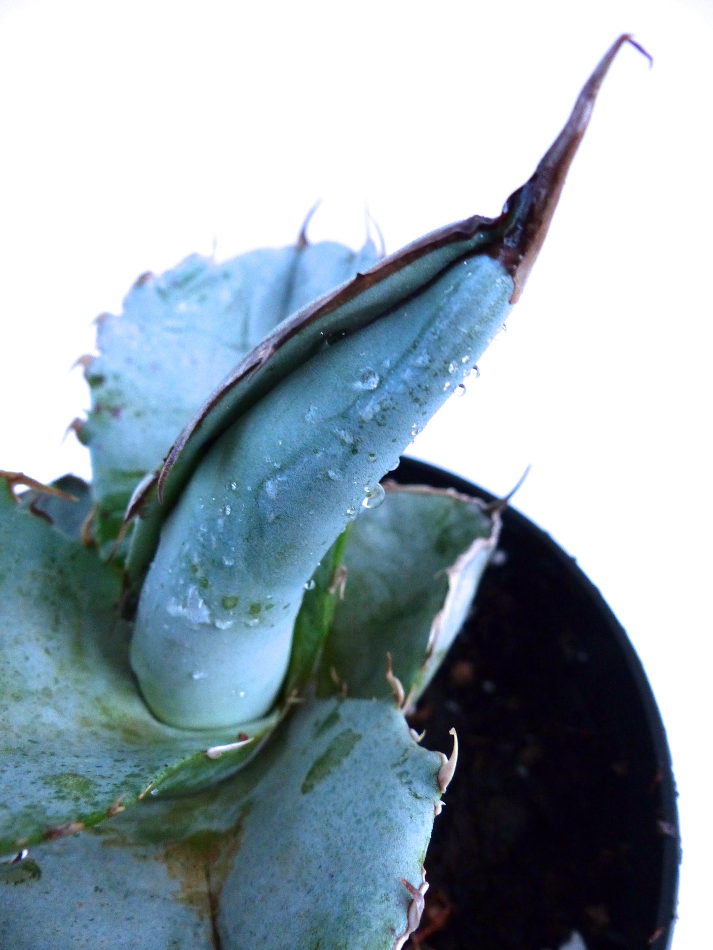 Agave titanota succulent with thick blue-gray leaves and sharp brown spines in pot