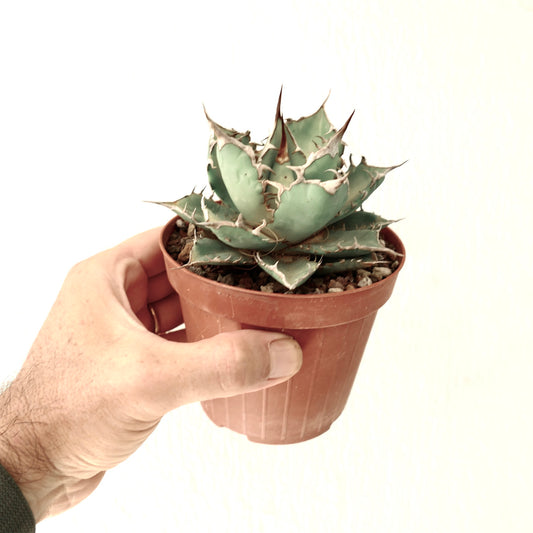 Agave titanota succulent with thick blue-green leaves and sharp brown spines in pot