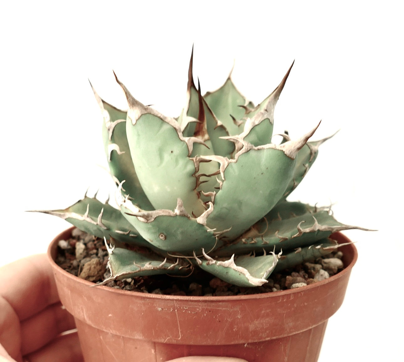 Agave titanota succulent with thick blue-green leaves and prominent brown spines in pot