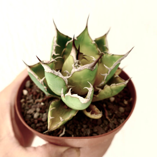 Agave titanota succulent with compact rosette, thick green leaves, and prominent spines