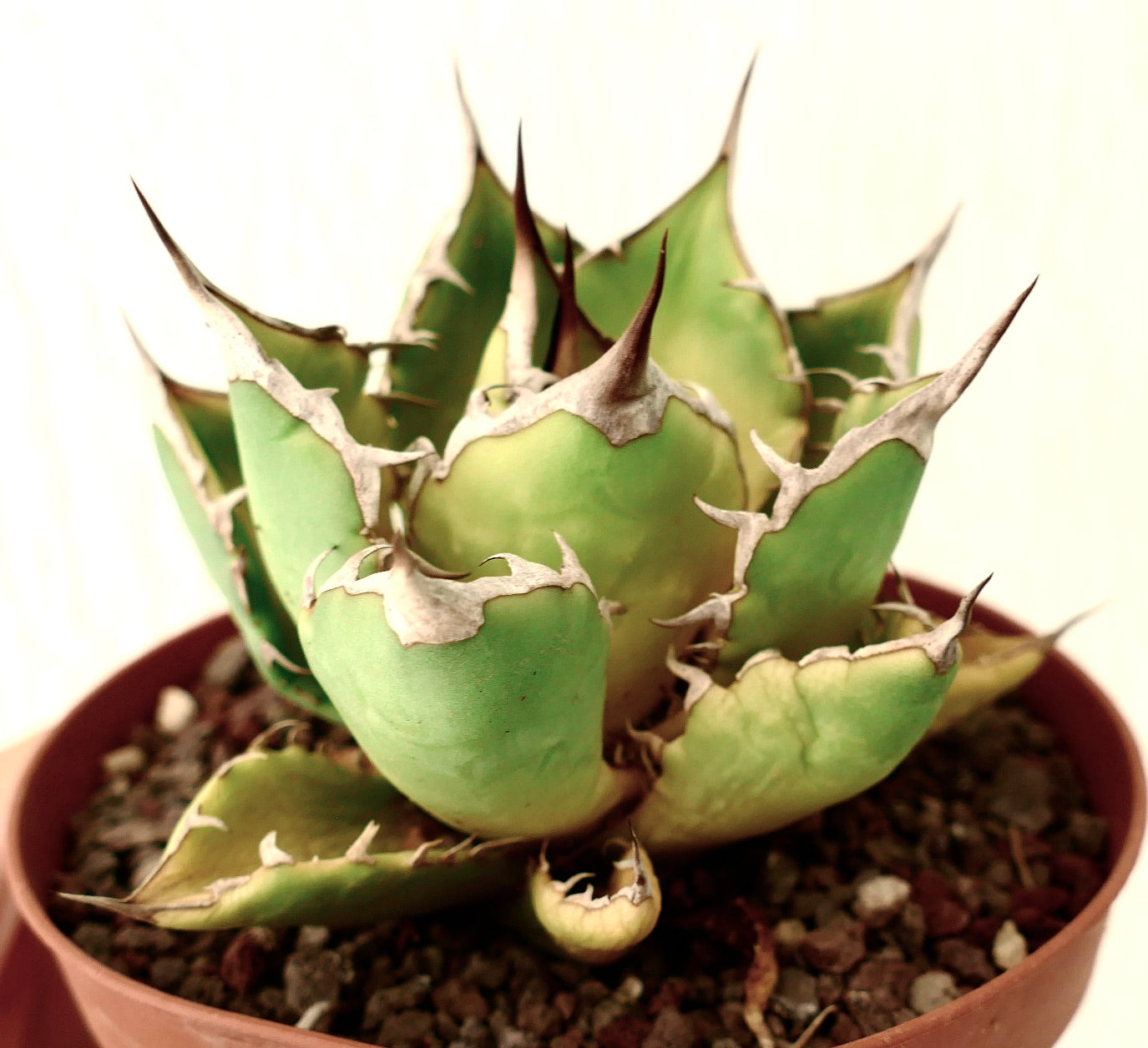 Agave titanota succulent with thick green leaves and prominent brown spines in pot