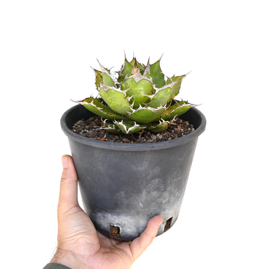 Agave titanota compact succulent with thick green leaves and prominent white spines in black pot