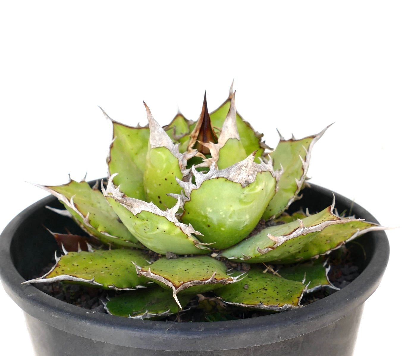 Agave titanota succulent with thick green leaves and prominent white spines in black pot
