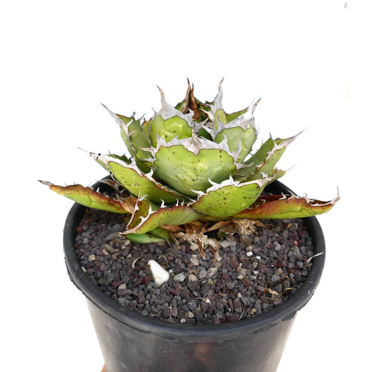Agave titanota compact succulent with thick green leaves and prominent white spines