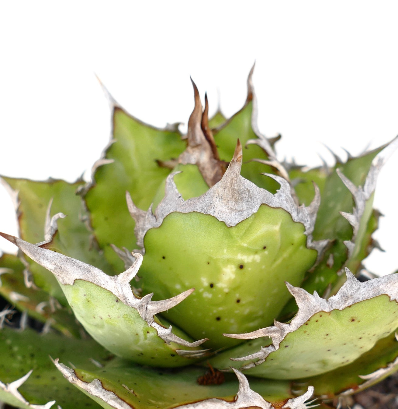 【AGAVE TITANOTA Oaxacaコレクション株】HeartPlant Agave titanota | Botanical Archive | Shop Unique Succulents
