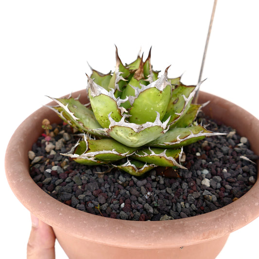 Agave titanota succulent with compact rosette and distinctive white-edged spines in terracotta pot