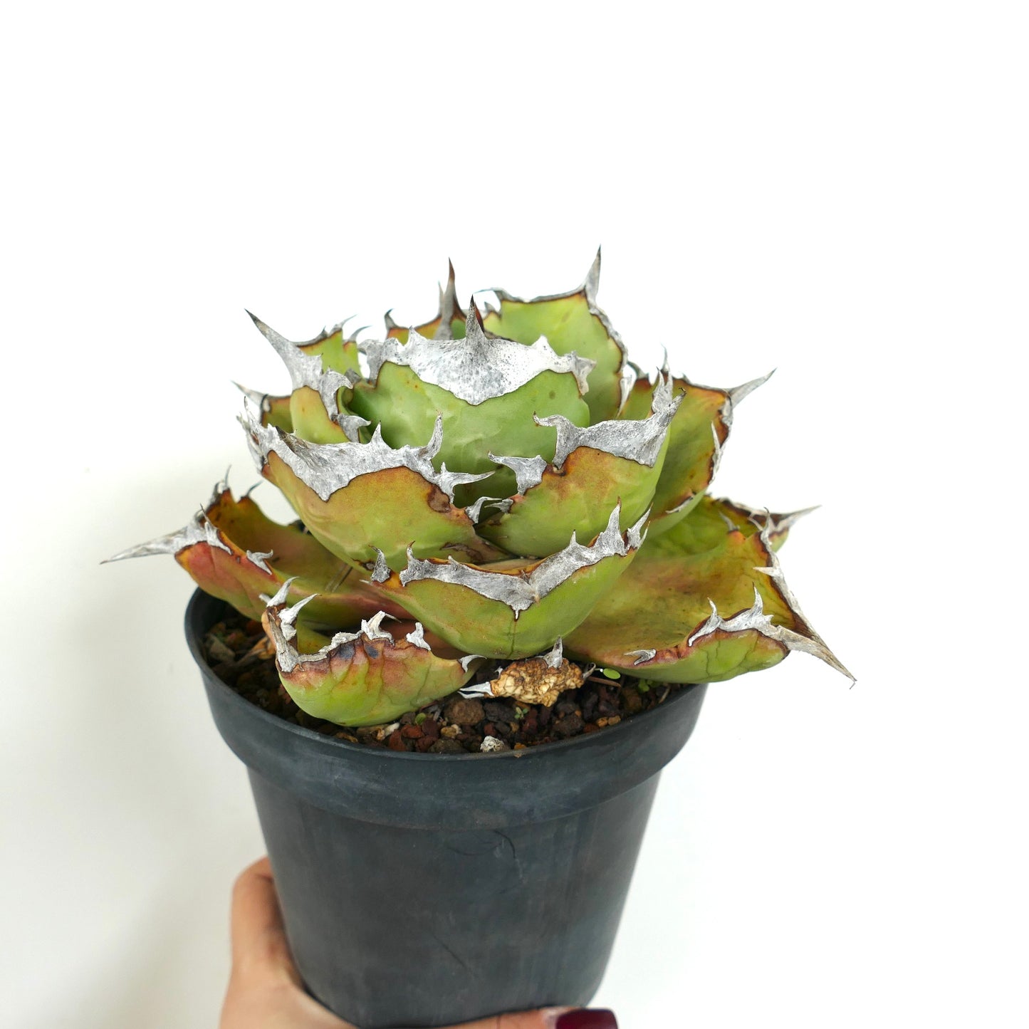 Agave titanota COMPACT cv succulent with thick green leaves and prominent white spines in black pot