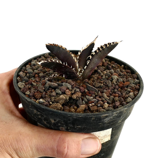 Agave titanota con hojas púrpuras oscuras y espinas blancas en una maceta pequeña negra