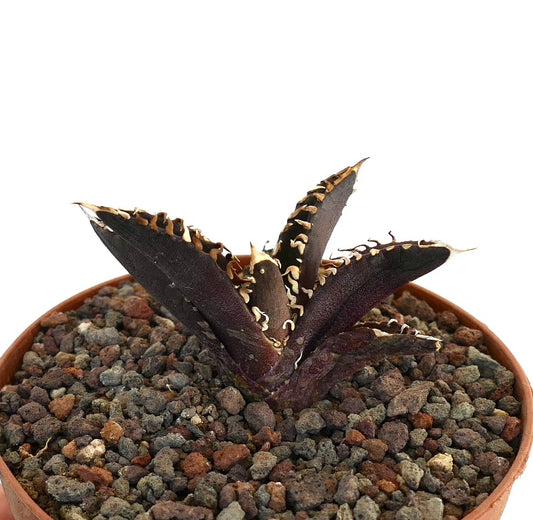 Agave titanota dark purple succulent with wavy white spines and thick leaves