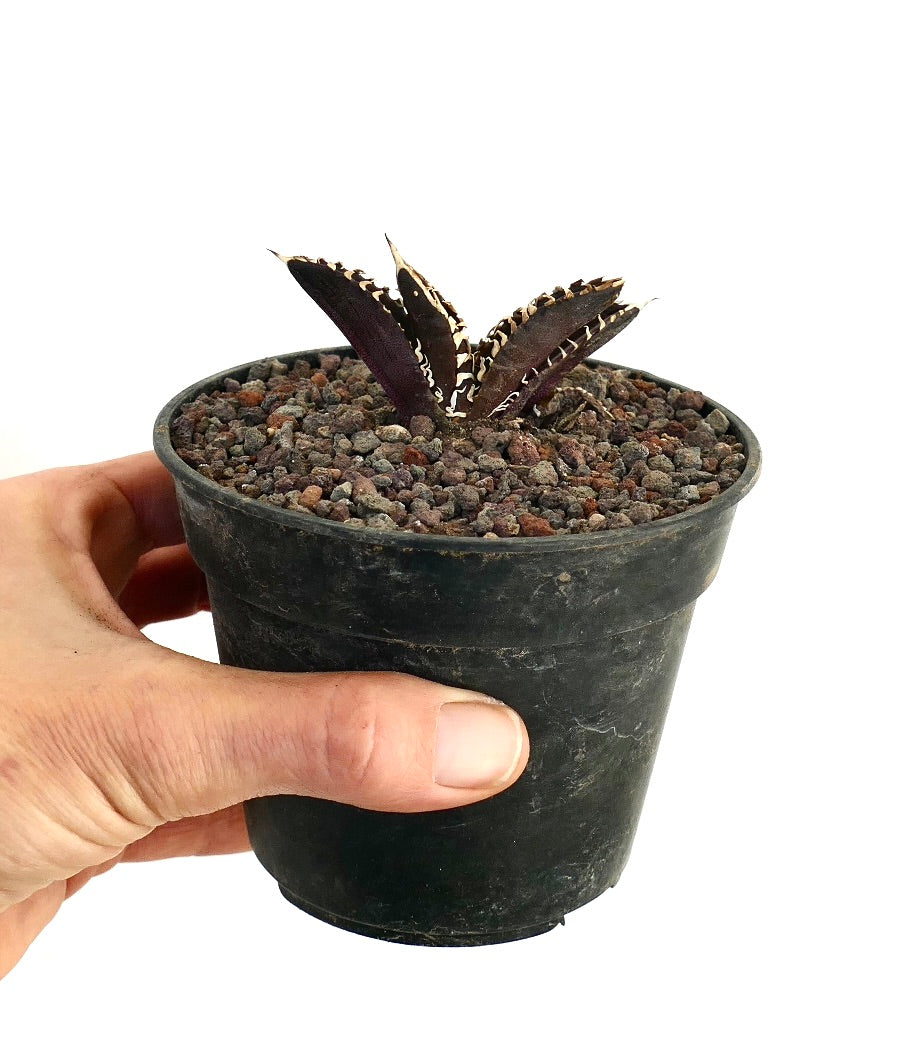 Agave titanota succulent with dark purple thick leaves and white spines in small pot