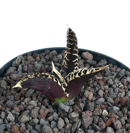 Agave titanota dark purple succulent with white spines and rough textured leaves