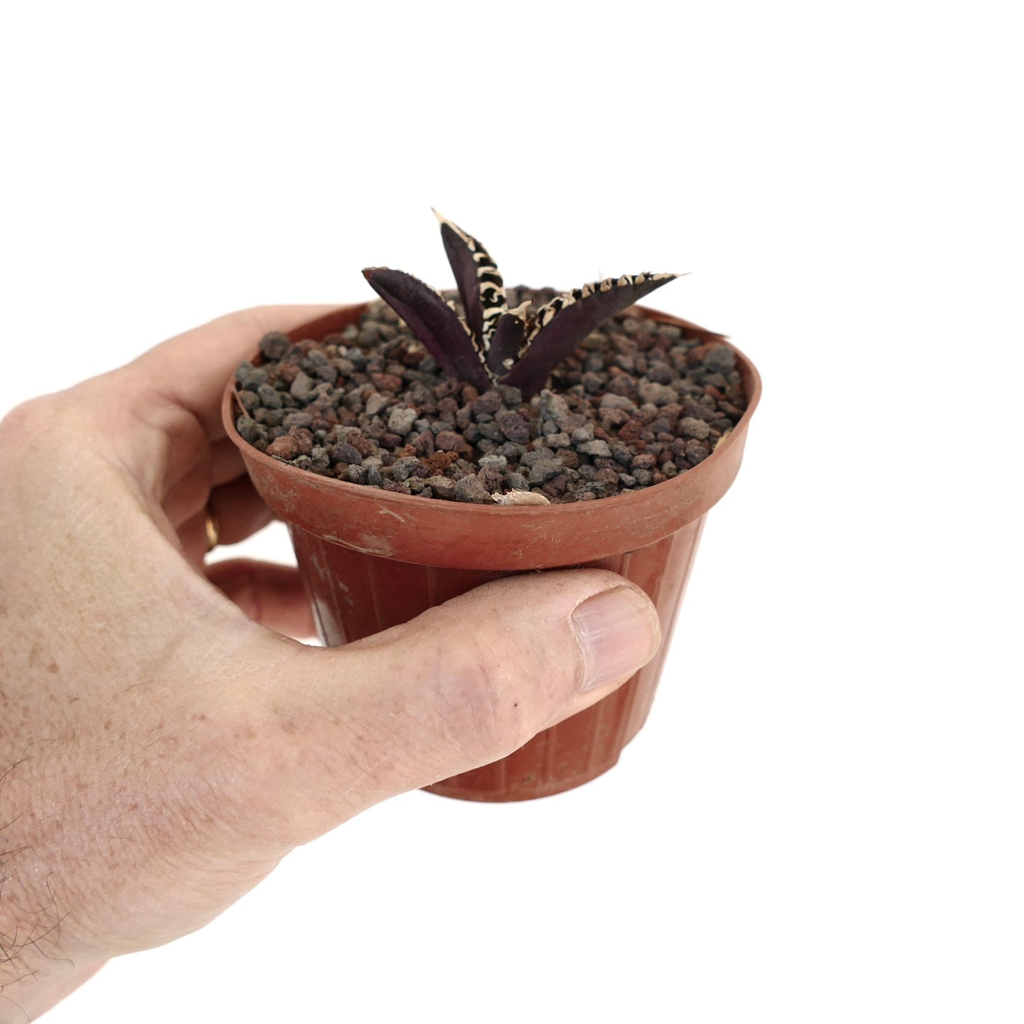 Succulente Agave titanota aux feuilles épaisses violet foncé avec bords épineux blancs dans un petit pot